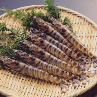 天草産車海老　活〆生冷凍(7-8尾）