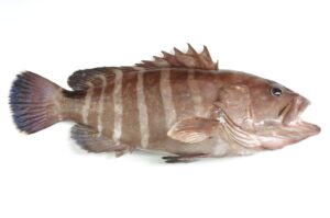 マハタ