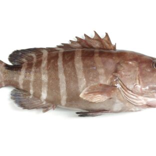 伊勢神宮奉納魚マハタ切身約35gx8 切