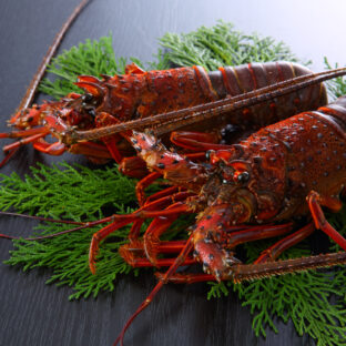 天然伊勢海老 　活〆生冷凍  (約300ｇ×２尾）