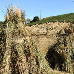 子供たちにSDGｓを理解させる食育とは？