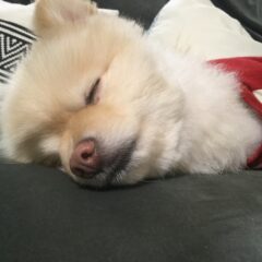 睡眠の質を上げる食べ物とは?これを食べれば今日は快眠間違いなし