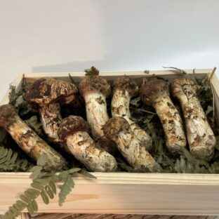 【10月中旬まで】岩手県産松茸300ｇ　国産