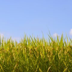 お米の銘柄と品種の違いを解説！美味しいお米を選ぶ方法