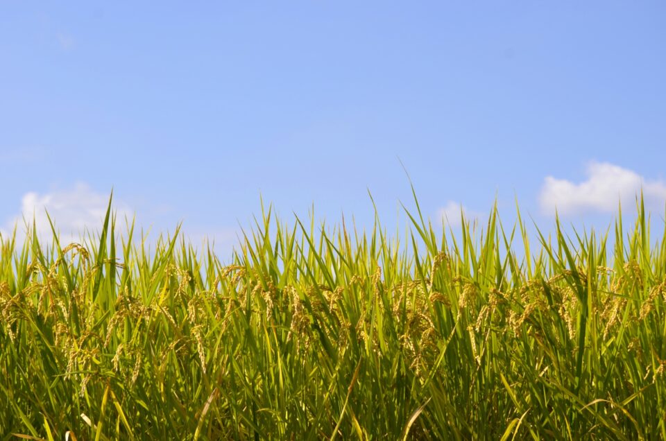 青空の下のお米